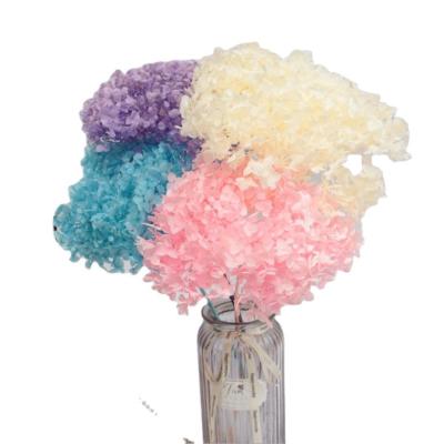 China Factory high quality simple colorful beautiful Anna supplies preserved real dry stem flowers hydrangea for wedding decoration for sale