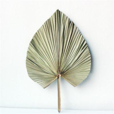 China Best Natural Wholesale Home Decoration Flower Dried Flower Palm Leaves for sale