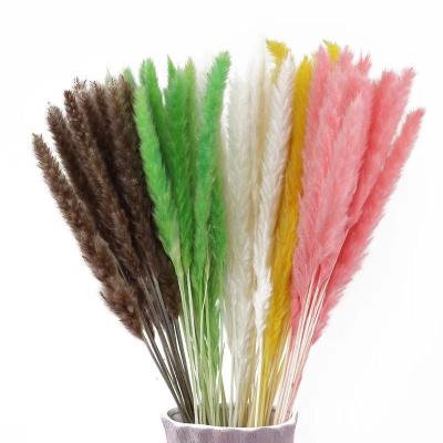 China Hot Sale Celebration Pampas Handcrafts Little Dry Tubular Indoor Outdoor Decoration Pampas Flower for sale