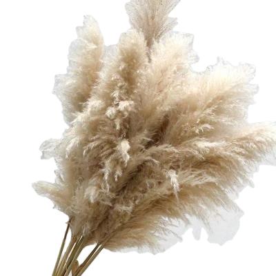 China Large 120cm Natural Dry Tubular Pampas Decoration Flowers Dried Natural Fluffy Pampas Grass New Pampas Grass for sale