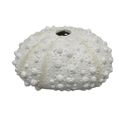 China Europe Hand Carved Resin Artificial Sea Urchin Decoration for sale