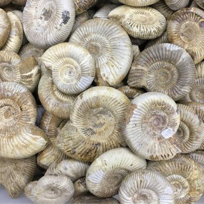 China Wholesale Natural Crystal Stone Ammonite Fossils For Europe Snail Vanikoro Ligata for sale