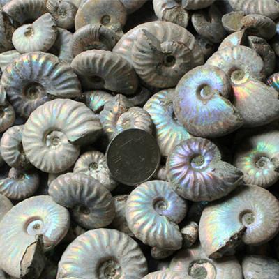 China Wholesale Natural Cheap Price Rainbow Ammonite Fossils Stone From Europe For Decoration Or Gift for sale