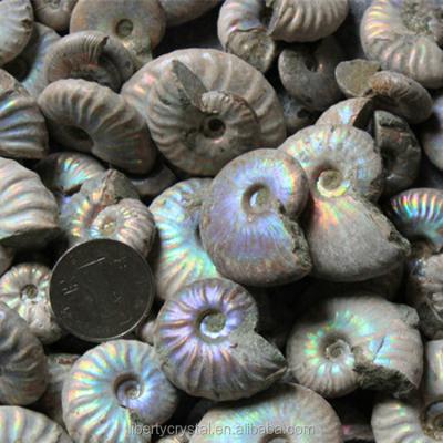 China Natural Europe Rainbow Ammonite Fossil Stone for Decoration or Gift for sale