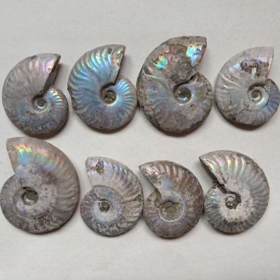 China China hot sale natural rainbow ammonite fossil conch for home decoration for sale