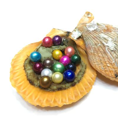 China 15 Pearl AAA Grade 8-9mm Freshwater Pearls In A Shell Oyster, Mix 17 Colors Round Freshwater Pearls, Be Individually Vacuum Packed for sale