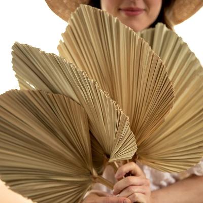 China Weding home decoration best selling real natural touch dried flowers grow leaves palm fans dry leaves plate for wedding decoration for sale