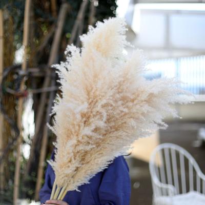 China Yuntu Reed Natural Beige Large Big 110cm Fluffy Pampas Grass Weding Home Decor To Wedding Vase Decoration for sale