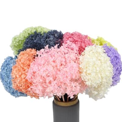 China Wedding Flower Arrangements Yuntu Hot Selling Decorative Preserved Flowers Real Long To Stem Anna Dried Hydrangea To Wedding Decoration for sale