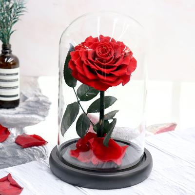 China In Wedding Yuntu Flower Arrangements Gift Eternal Preserved Roses Forever True In Glass Dome Box Roses For Home Decor Valentine's Day Mother's Day for sale