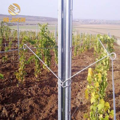 China Easily Assembled Hot Dipped Galvanized Vineyard Trellis Post Use For Adelaid Market for sale