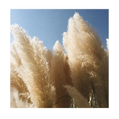 China Environmental protection green wholesale boho flowers decorative pampas grass dry large decorative pampas grass natural large flowers and garlands for sale