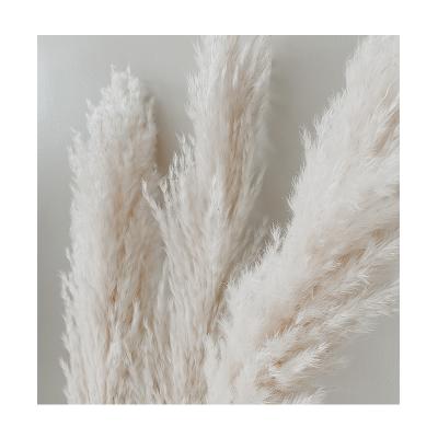 China Customized Hot Sale Romantic Pampas Grass Green Amazon China Funcyflora Environmental Protection For Flower Wedding Aisle Surprise for sale