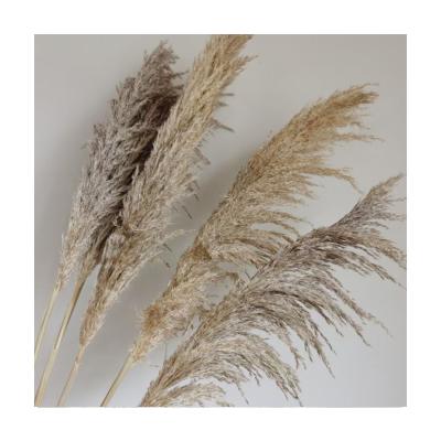 China Environmental protection green wholesale tubular straw natural dry decorative pampas grass large for wedding eternal flower pampas grass decoration for sale