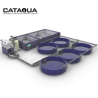 China Aquaculture CATAQUA Vannamei Shrimp Farming Ras Technology Fish Farming Equipment Aquaculture System for sale