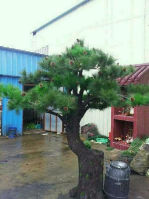 China New hot sale style fiberglass artificial pine tree made in china, artificial bonsai tree on sale for sale