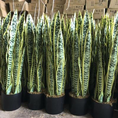 China One Pot Large Artificial Sansevieria Trifasciata Prain Tropical Indoor Plant for sale