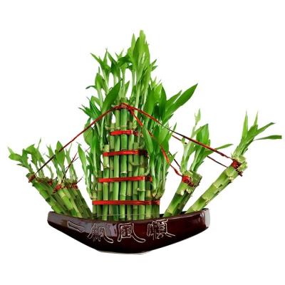 China Wholesale Price Lucky Plant Fengshui Artificial Bamboo Lucky Bamboo Plant Farm From China for sale