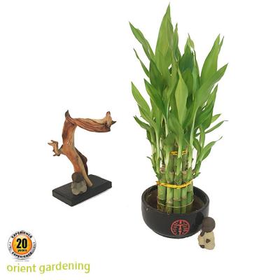 China Lucky Bamboo Plant Two Artificial Tower Lucky Bamboo Bonsai Indoor Home Decoration Artificial Plant Tower for sale