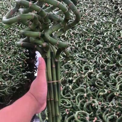 China Artificial Lucky Bamboo Plant Wholesale from Lucky Bamboo Spiral Lucky Bamboo from Farm for sale