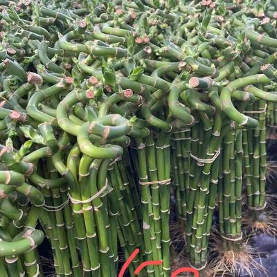 China Farm Loop Spiral Lucky Bamboo Artificial Lucky Bamboo Home Decoration for sale