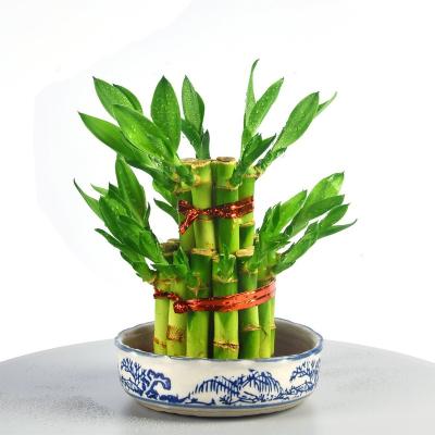 China home decoration price cheap green plant bonsai lucky bamboo flower for garden decoration for sale