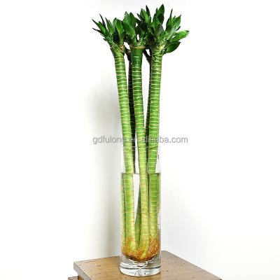 China Artificial Lucky Bamboo Spiral Lotus Farm Bamboo Wholesale for sale