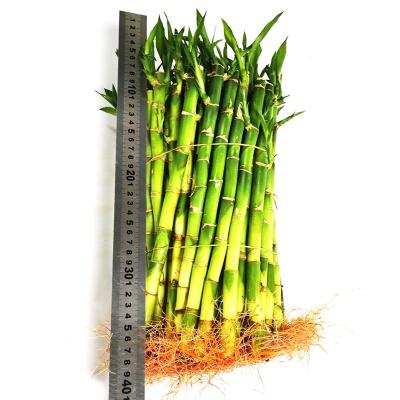 China Farm Artificial Lucky Bamboo Factory Straight Lucky Bamboo Wholesale for sale