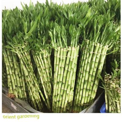 China Farm Lucky Plant Artificial Bamboo Straight Lucky Bamboo Wholesale Cheap Price for sale