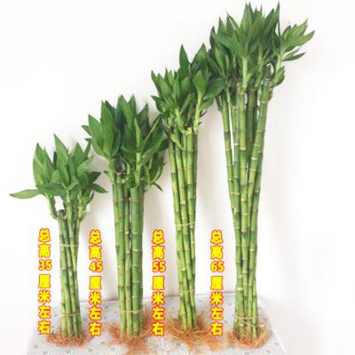 China China Wholesale Artificial Bamboo Straight Lucky Bamboo Factory Farm Price for sale