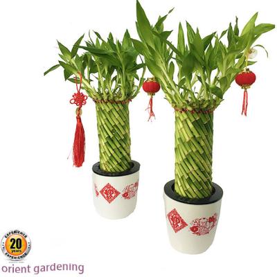 China Farm Dracaena Sanderiana Lucky Bamboo Plant Artificial Lucky Bamboo Wholesale Cheap Price for sale