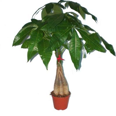 China Home Decoration Farmhouse China Decoration Artificial Pachira Money Tree For Tree Garden Decoration Wholesale for sale