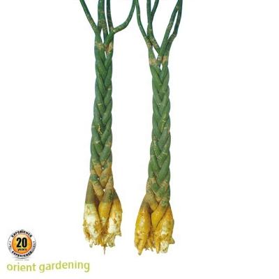 China Aquatica Artificial Pachira Farm Plants China Artificial Plant Home Decoration Plant for sale