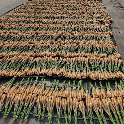 China Aquatica Artificial Pachira Farm Plants Artificial Home Decoration Factory Wholesale China Price for sale