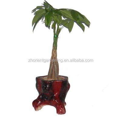 China Cheap Best Home Decoration Pachira Macrocarpa Pachira Single Head Plants Bare Root For Home Deco for sale