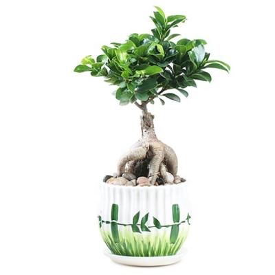 China Microcarpa Home Plants Ficus Ginseng Leaf Decoration Indoor Indoor Plant With Low Price for sale