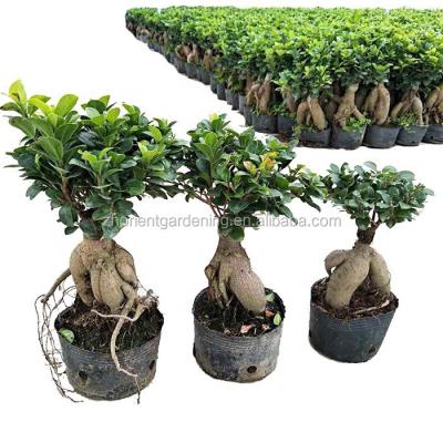 China Hot Sale Bonsai Art Decor Indoor Home Ficus Microcarpa for sale