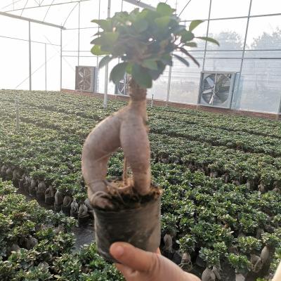 China Home Decoration China Artificial Ficus Ginseng Ficus Microcarpa Ornamental Plant Exgrafted Indoor Plants for sale