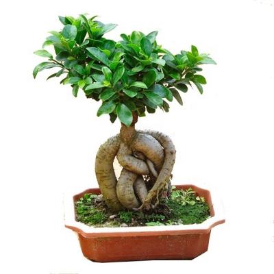 China Farm Artificial Ficus Plants Large Artificial Ficus Tree Plant Home Decoration Plant In China Plant Nursery for sale