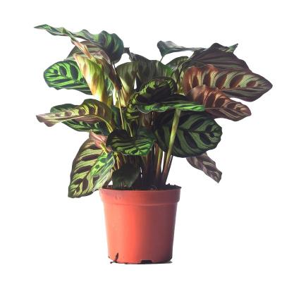 China Art Decor Artificial Natural Ornament Calathea Helen Kennedy Foliage Plant for Calathea Lover for sale