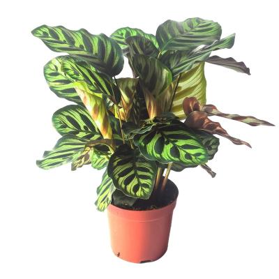 China Beautiful Home Decoration Indoor Calathea Plants With Pots Artificial Plants Bonsai Wholesale for sale