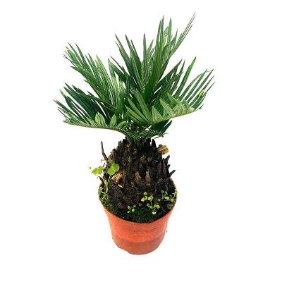 China Art Decor Low Price Big Size Artificial Plant and Tree Green Cycads Cycus Revoluta Plant for sale