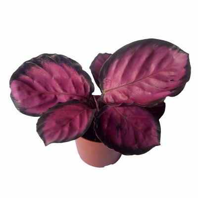 China Home Indoor Decorative Space Hot Selling Calathea Ficus Artificial Flower Colorful Potted Plant for sale