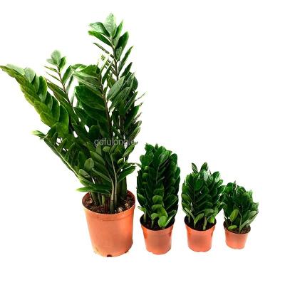 China New Arrival Home Decoration 50cm Zamioculcas Zamiifolia Plant Bonsai Money Tree Tropical Green Leaves Plants In Stock for sale