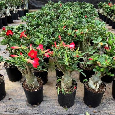 China Popular Desert Rose Potted Plants Artificial Adenium Obesum Desert Plants Landscape Plants Artificial Plant for sale