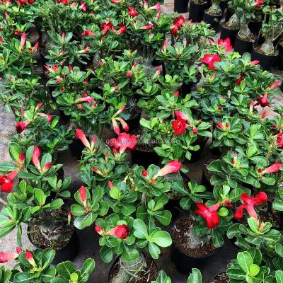 China Popular Artificial Plant Hotsale Landscape Plants Adenium Obesum Desert Rose Potted Plants Artificial for sale