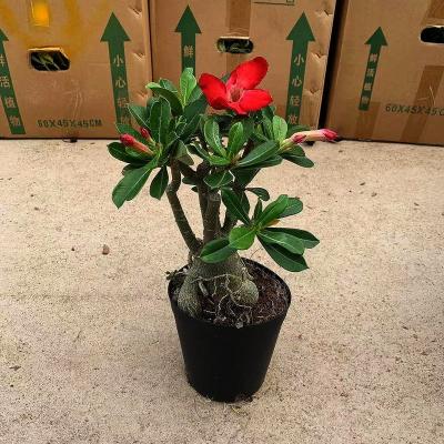 China Popular Artificial Plant Landscape Plants Adenium Obesum Desert Rose Potted Plants for sale