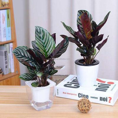 China Artificial Aritificial Calathea Home Outdoor Indoor Bonsai Decoration Potted Landscape For Philippines for sale