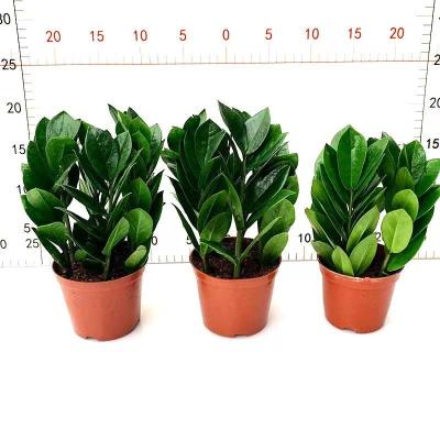 China China Zamioculcas plant indoor decoration Hotsale plants wholesale high quality artificial zamiifolia plant for sale