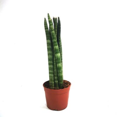 China Home Wholesale Small Cactus Sansevieria Plant Green Snake Nursery China Decoration Bare Root for sale